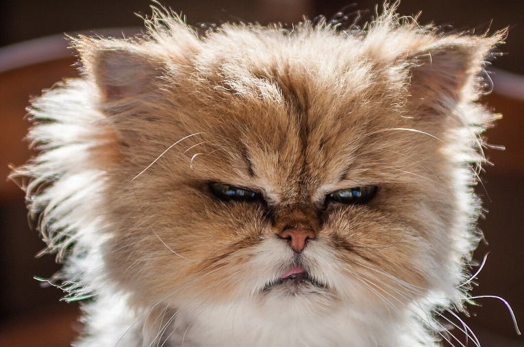 Cat with a mean face