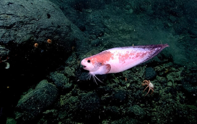 snailfish