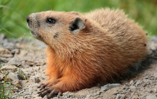 Groundhog