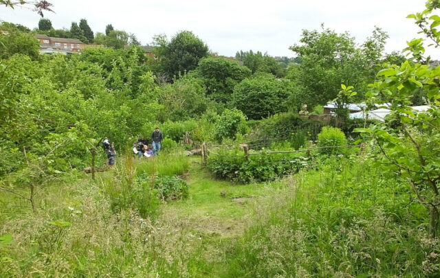 St. Ann's Community Orchard