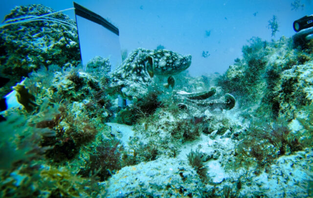 mirror test on octopus