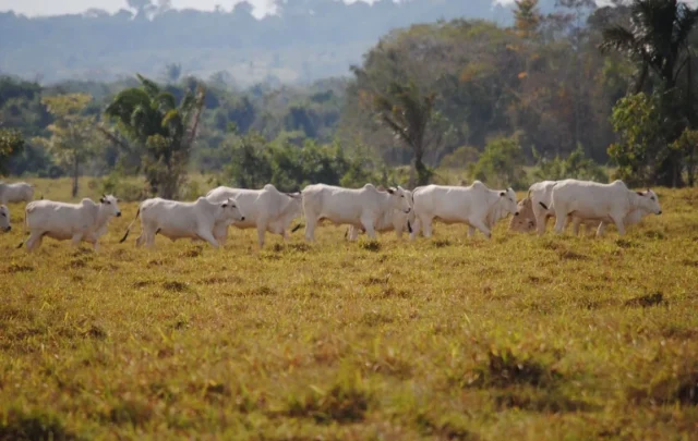 Cattle grazing in the Amazon
