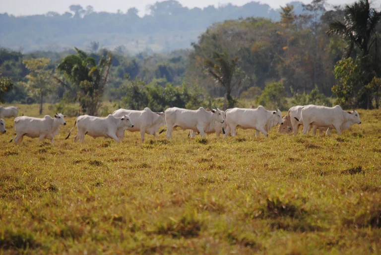 Cattle grazing in the Amazon