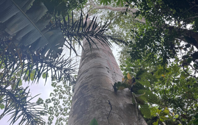 The cuipo tree in Panama
