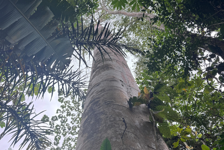 The Darien Gap and Central America Biological Corridor:  critical biodiversity hotspots and local adaptations following mass human migration