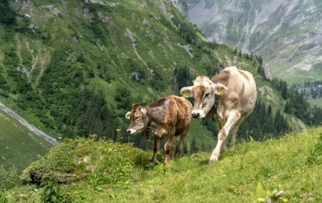 cattle on common grazing ground in Switzerland