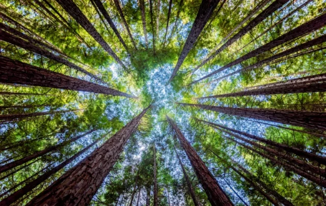Photo of forest at low angle