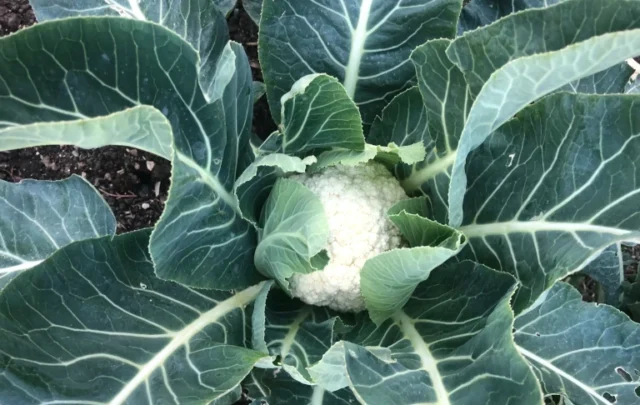 cauliflower