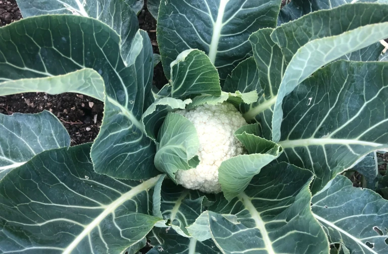 cauliflower