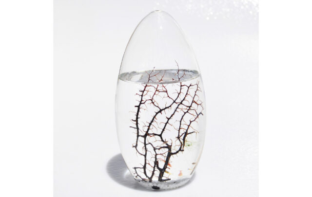oval ecosphere