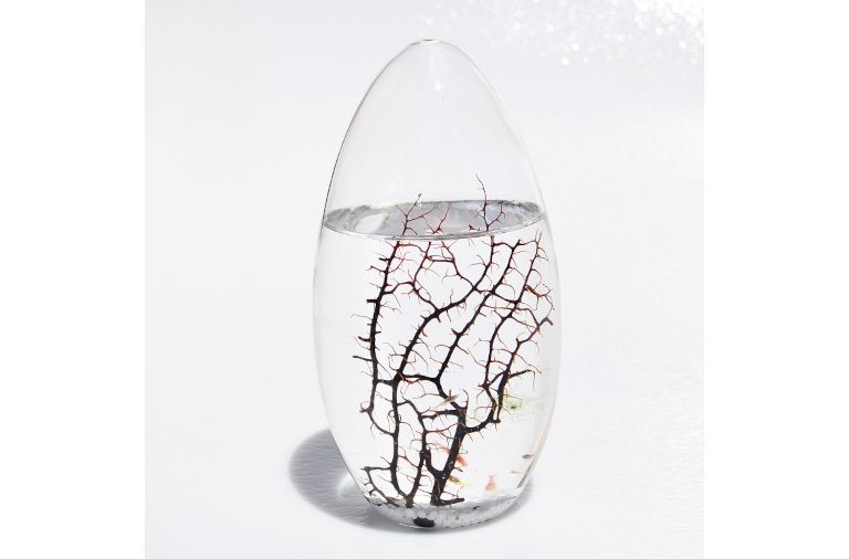 oval ecosphere