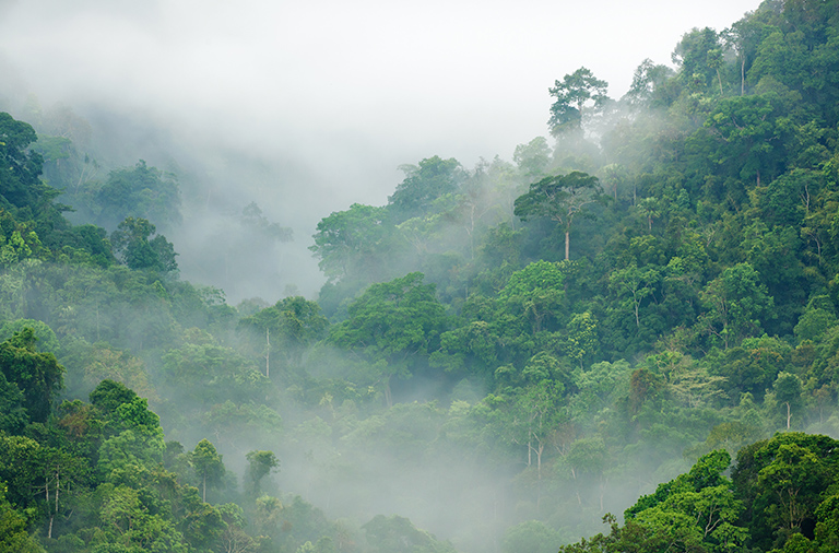 Cloud forest. (via Adobe Stock)