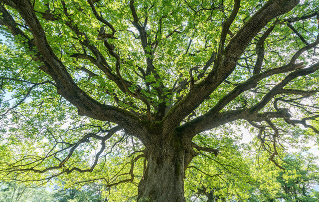 A tree seen from below