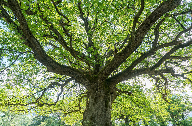The Future of Forests