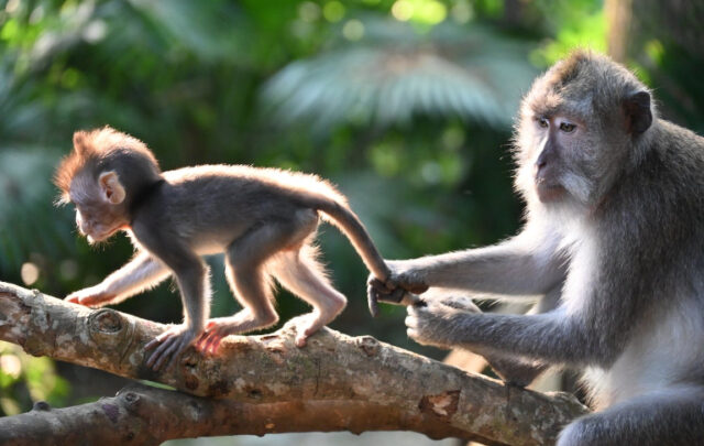 baby macaque