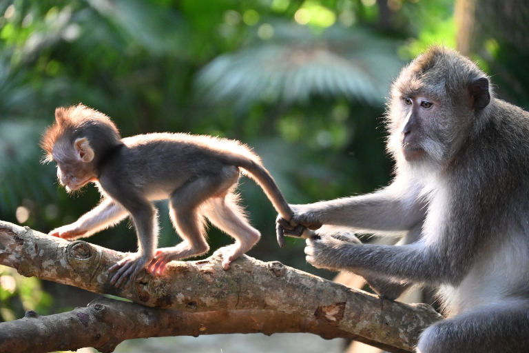 baby macaque