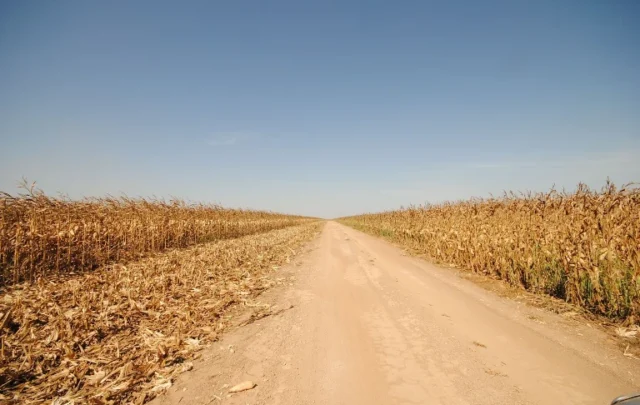 corn in Brazil