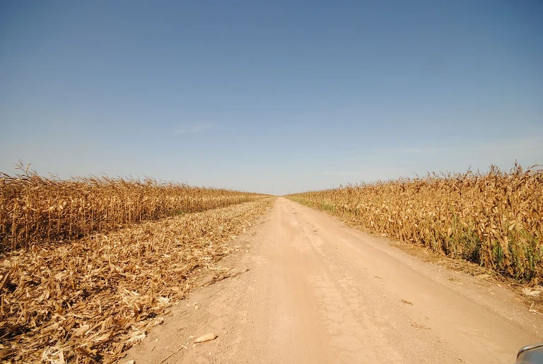 corn in Brazil