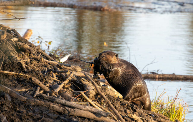 beaver building dam