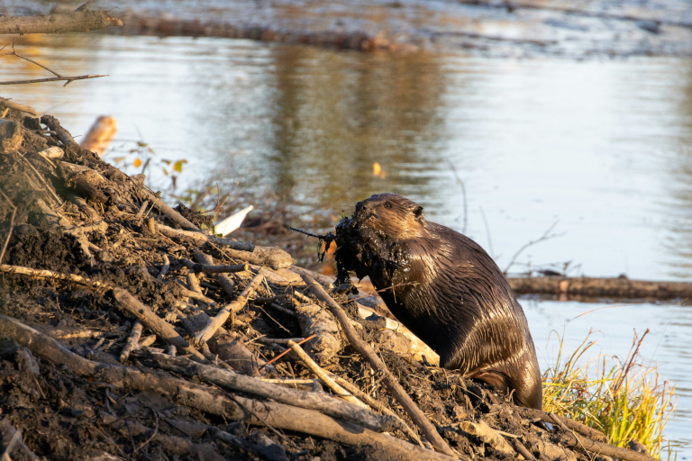 Do Beavers Care About Climate Justice?