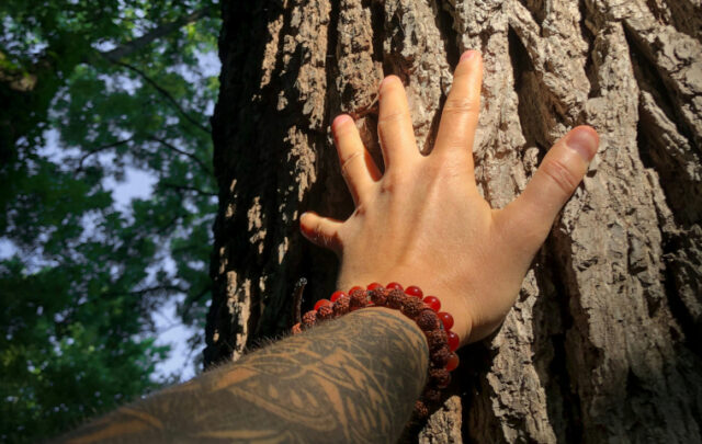 hand on tree