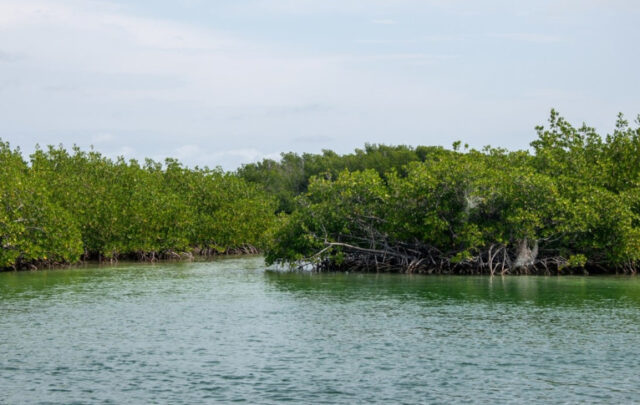 Maritime ecosystem restoration