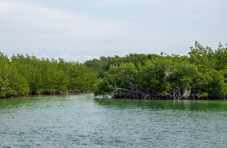 Maritime ecosystem restoration