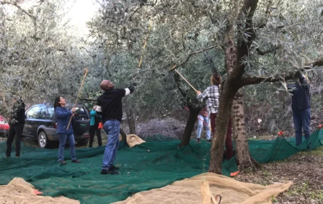 Olive harvest