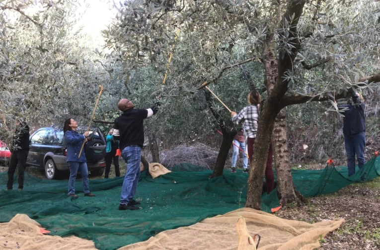 Olive harvest