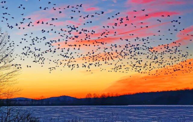 Thousands of migrating Snow Geese
