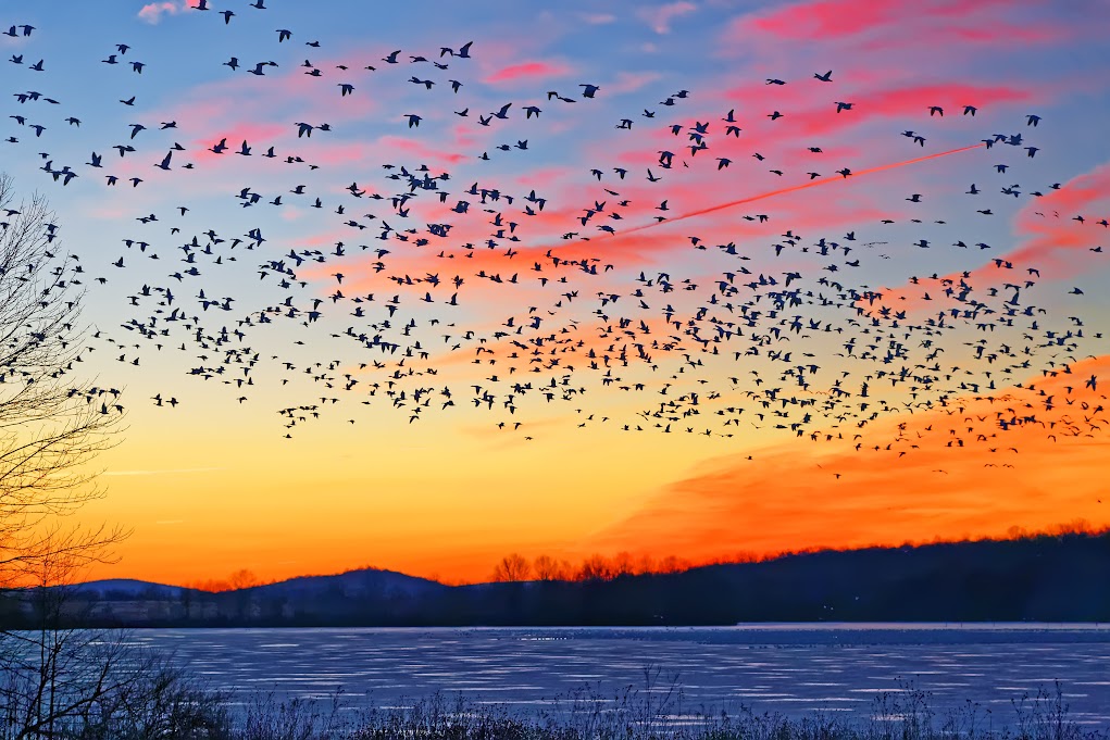 Thousands of migrating Snow Geese