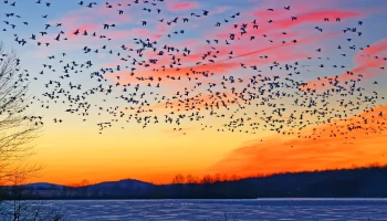 Birds at sunset.