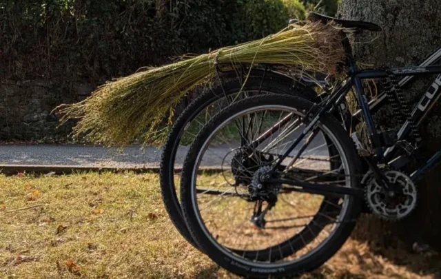 flax harvest